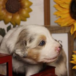 Australian Shepherd Puppies from Cooper Ridge Aussies