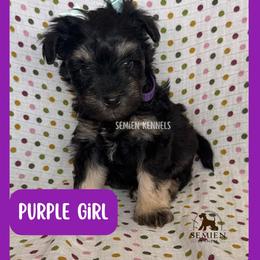 Purple Girl - Black and silver female Miniature Schnauzer puppy in Houston, Texas from Semien Family Kennels