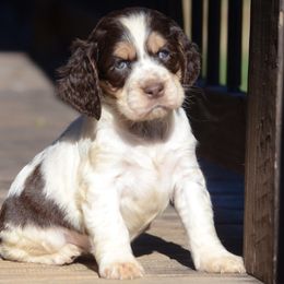 Sky - English Springer Spaniel puppy from SarMel