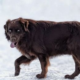 Buddy - Australian Shepherd