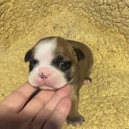 Glinda - Seal brindle and white female Boston Terrier puppy in Wellington, Ohio from Twist of Faith Farms