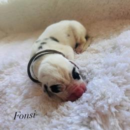 Fonsi - Harlequin male Great Dane puppy in Liberty, New York from Catskills Greatest Danes