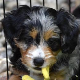 Purple girl - Blue merle female Bernedoodle puppy in Waukesha, Wisconsin from Bernedoodle Boutique (and Cavapoos)