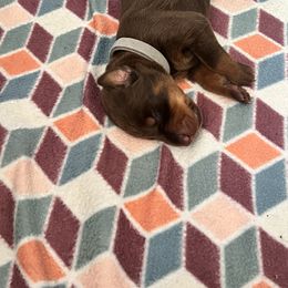 Girl 1 - Red and rust Doberman Pinscher puppy in Jefferson Township, New Jersey from Tristel Dobermans