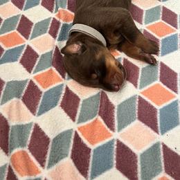 Girl 1 - Red and rust Doberman Pinscher puppy in Jefferson Township, New Jersey from Tristel Dobermans