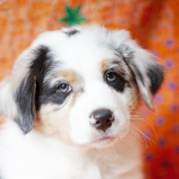 Boy 1 - Blue merle Australian Shepherd puppy in Tennessee from Sidney Vale Aussies