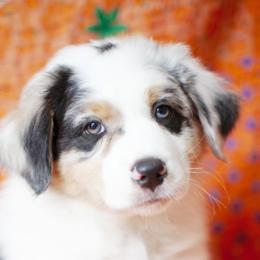 Boy 1 - Blue merle Australian Shepherd puppy in Tennessee from Sidney Vale Aussies