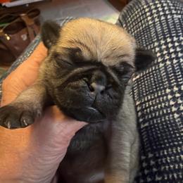 Willow - Fawn female Pug puppy in Moorefield, West Virginia from Wratchford Farms