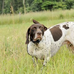 German Shorthaired Pointers from Lauren Kennedy