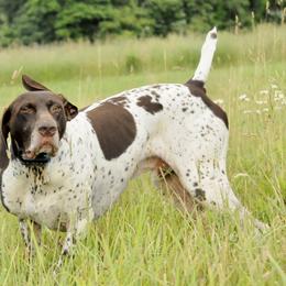 German Shorthaired Pointers from Lauren Kennedy