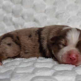 Gus - Red merle male Miniature Australian Shepherd puppy in Muskogee, Oklahoma from Tagalong Lane Australian shepherds