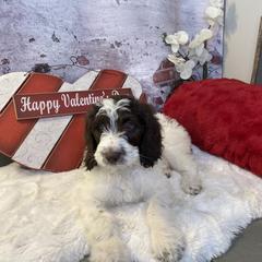 Saint Berdoodle Puppies from Single Barrel Doodles