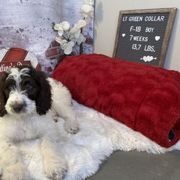 Saint Berdoodle Puppies from Single Barrel Doodles