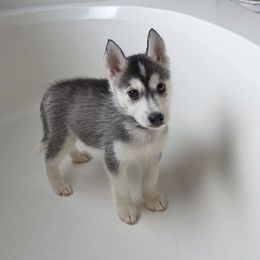 Nani - Black and white female Pomsky puppy in Peoria, Arizona from Peoria Pomskies