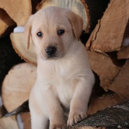 Red - Yellow male Labrador Retriever puppy in Lawton, Michigan from DuckAlly Kennel