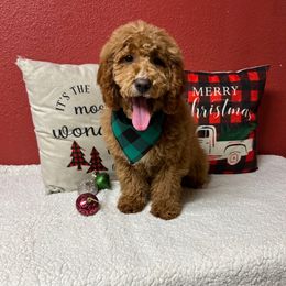 Jewel - Red  female Goldendoodle puppy in Pendleton, Oregon from Blushing Doodles