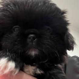 FULL AKC - Alvin - Black male Pekingese puppy in Pennsylvania from Triple I Pekes