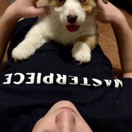 Kipp - Red male Pembroke Welsh Corgi puppy in Brashear, Texas from Sherwood Acres Pembrokes