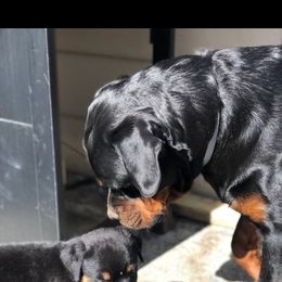 Rottweiler Puppies from Iron Clad Rottweiler