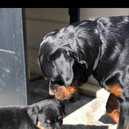 Rottweiler Puppies from Iron Clad Rottweiler