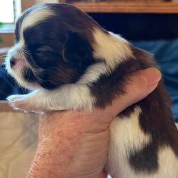 Stella - Sable and white female Shih Tzu puppy in Victorville, California from Precioustzus