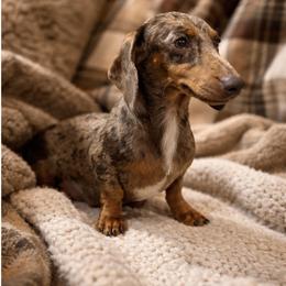 Molly - Dachshund