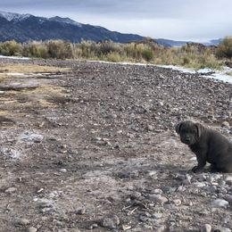 Cane Corso and Lowchen Puppies from High Royal Kennel