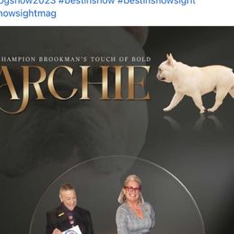 Archie - French Bulldog