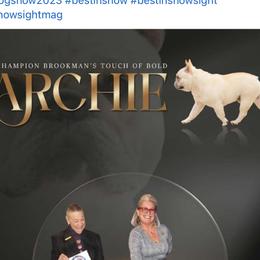 Archie - French Bulldog