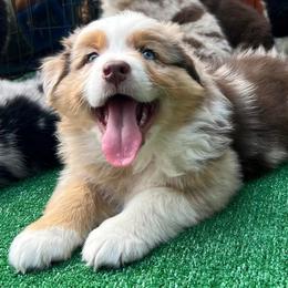 Australian Shepherd Puppies from Black Canyon Corral Aussies