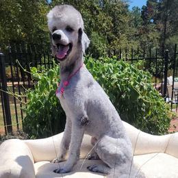 Lucy - Poodle