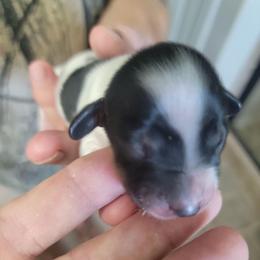 Boy 3 - Piebald male Dachshund puppy in Paradise, Texas from C and J Minis