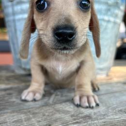 Shaded cream - Cream male Dachshund puppy in Payette, Idaho from NT Mini Doxies