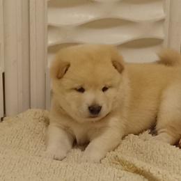Akita and Shiba Inu Puppies from Khshibas-khakitas