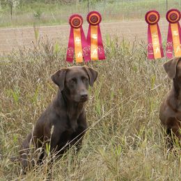 Labrador Retriever All Grown Up from Tom Kuball's Labrador Retrievers