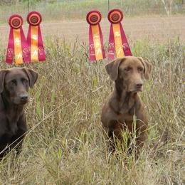 Labrador Retriever All Grown Up from Tom Kuball's Labrador Retrievers