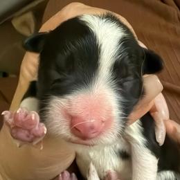 Boy 1 - Black and white male Border Collie puppy in Bryantown, Maryland from Bellaclan Border Collies