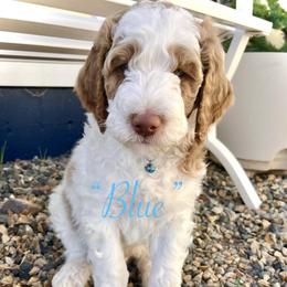 Blue - Parti male Goldendoodle puppy in Helena Valley Northeast, Montana from Joy Meadows Goldendoodles