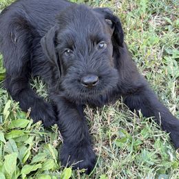 Girl 1 - Black female Giant Schnauzer puppy in Bois D’arc, Missouri from Down Low Kennels