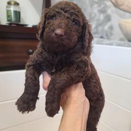 Yellow collar, Marlowe - Brown female Poodle puppy in Colorado Springs, Colorado from Silly's Standard Poodles