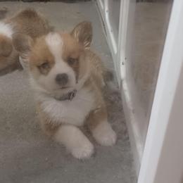 Black Thumb's Final Hand - Red male Pembroke Welsh Corgi puppy in Easley, South Carolina from Rachael Singletary