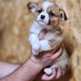 Sable female 2 - Sable female Pembroke Welsh Corgi puppy in De Witt, Arkansas from Western Plains Kennel