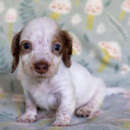 Thistle - Dapple male Dachshund puppy in Maynardville, Tennessee from Grecian Kennel