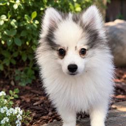 Colt - Gray and white male Pomsky puppy in La Verne, California from Red Cedar Pomskies
