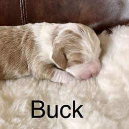 Aussiedoodle Puppies from Sand Creek Ranch Aussiedoodles