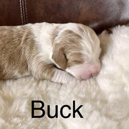 Aussiedoodle Puppies from Sand Creek Ranch Aussiedoodles