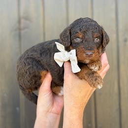 Heath - Boy 1 - Phantom male Bernedoodle puppy in Bellville, Ohio from Bernedoodle Buddies