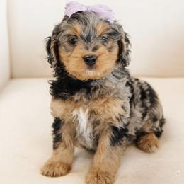 'Nutmeg' Purple Bow Female - Merle female Bernedoodle puppy in Kamas, Utah from A + E Farms