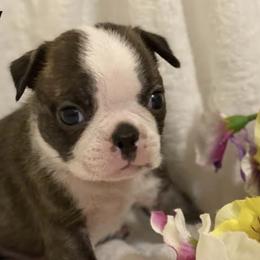Boston Terriers from Monkey Biz Bostons