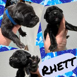 Rhett - Brindle male Great Dane puppy in Wellsville, New York from Prophecy Danes